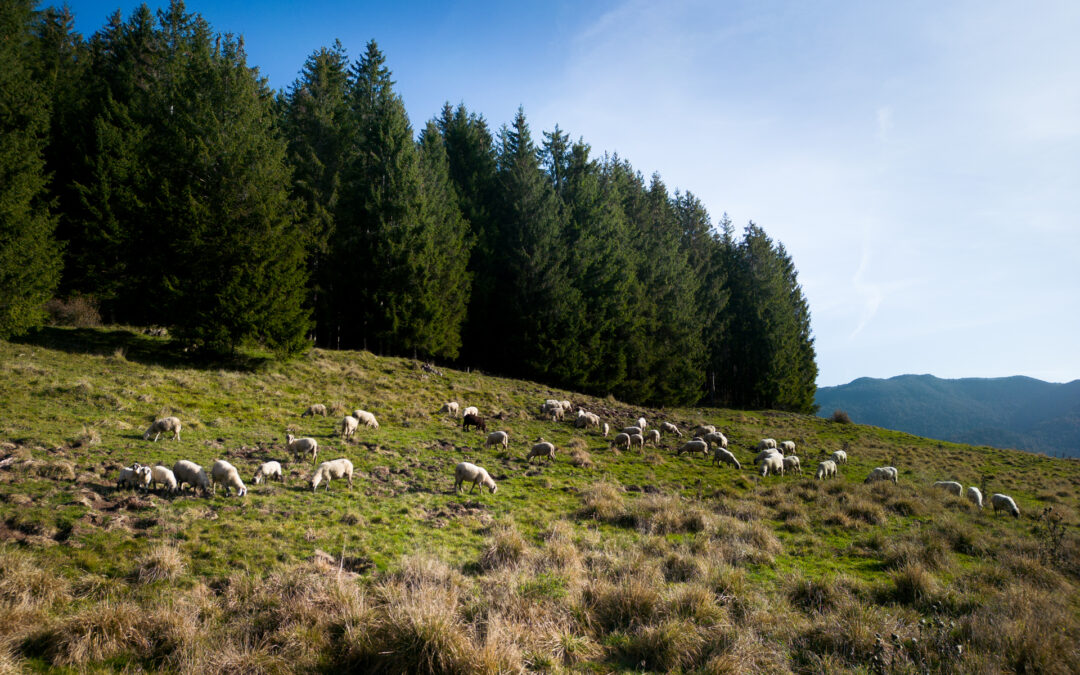 Approvate integrazioni ad alcuni bandi aperti del CSR 2023-2027 del Veneto