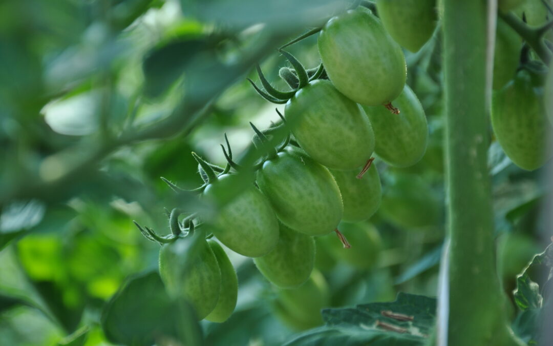 Agricoltura biologica: bandi per 34 milioni di euro con i fondi europei per lo sviluppo rurale