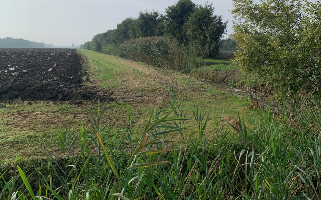 Impegni agroambientali: disponibili i documenti per la determinazione dei pagamenti  