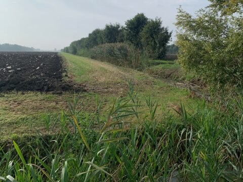 Impegni agroambientali: disponibili i documenti per la determinazione dei pagamenti  