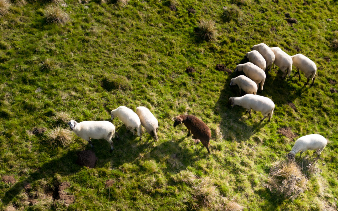 Biodiversità agraria: 500 mila euro per la costituzione di gruppi di cooperazione