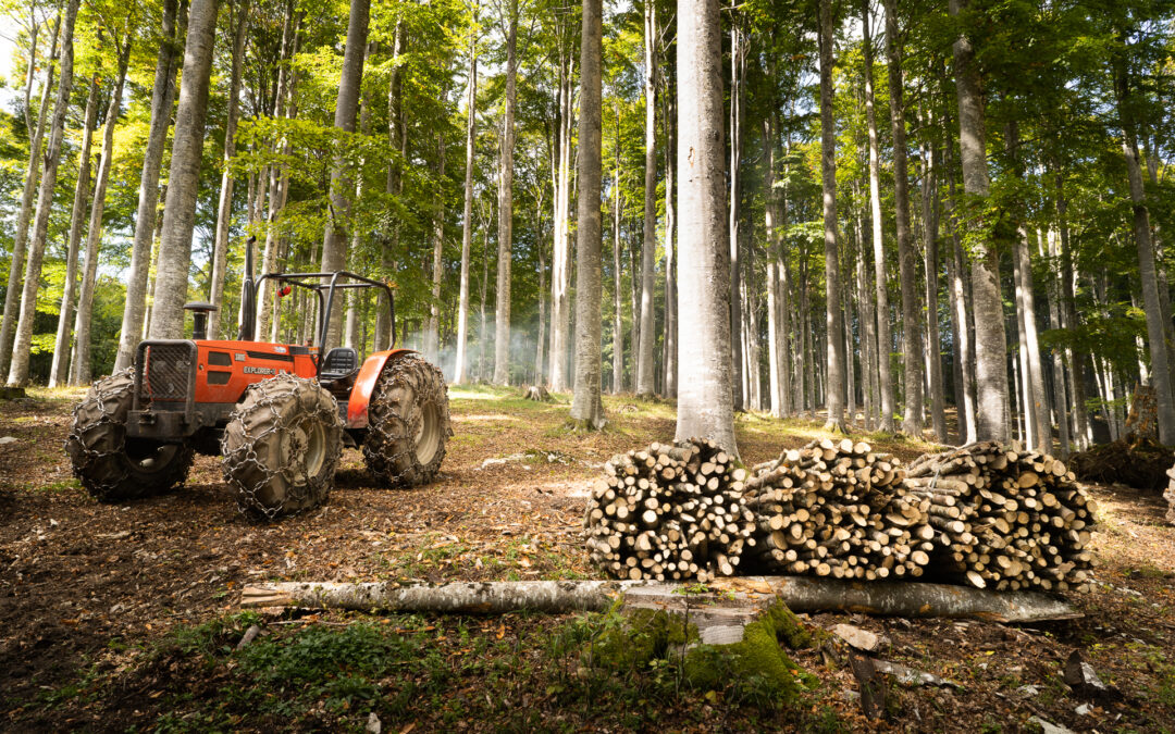 Insediamento imprese forestali: aperto nuovo bando a “pacchetto”