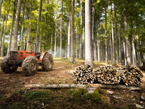 Insediamento imprese forestali: aperto nuovo bando a “pacchetto”