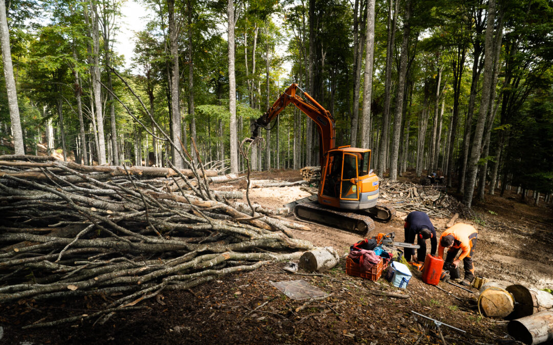 Ripristino foreste danneggiate: disponibili 2,2 milioni di euro dal bando del CSR Veneto