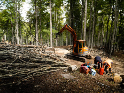 Ripristino foreste danneggiate: disponibili 2,2 milioni di euro dal bando del CSR Veneto