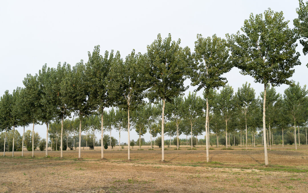 Impianti di imboschimento e sistemi agroforestali: aperti i bandi per 700 mila euro