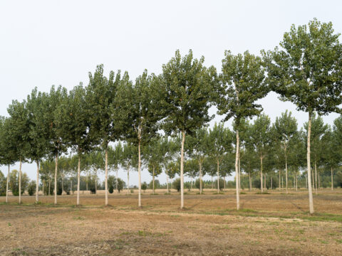 Impianti di imboschimento e sistemi agroforestali: aperti i bandi per 700 mila euro