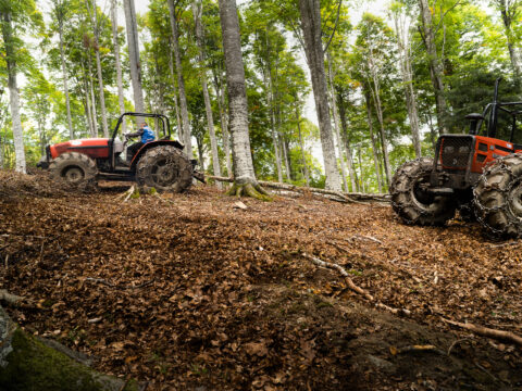 Approvata integrazione al bando per investimenti forestali