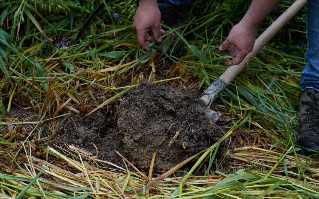 CSR Veneto: aperti i termini di cinque nuovi bandi per impegni agroambientali