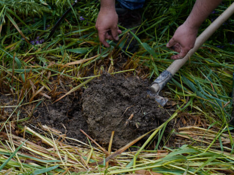 CSR Veneto: aperti i termini di cinque nuovi bandi per impegni agroambientali