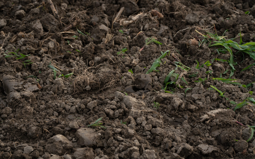 Aperto un nuovo bando per il miglioramento dei suoli agricoli