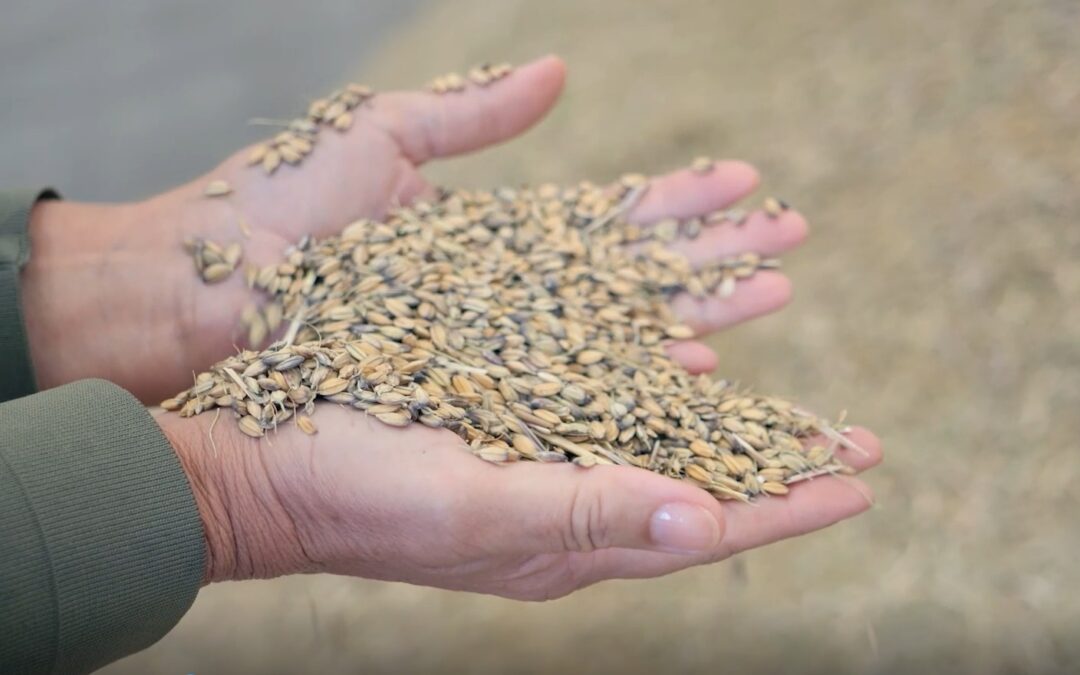 Approvati gli elenchi delle domande finanziabili per adozione e mantenimento di pratiche di agricoltura biologica