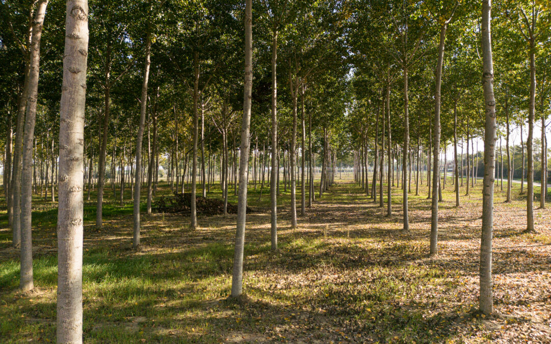 Aperti nuovi bandi a sostegno di imboschimento e agroforestazione per 600 mila euro