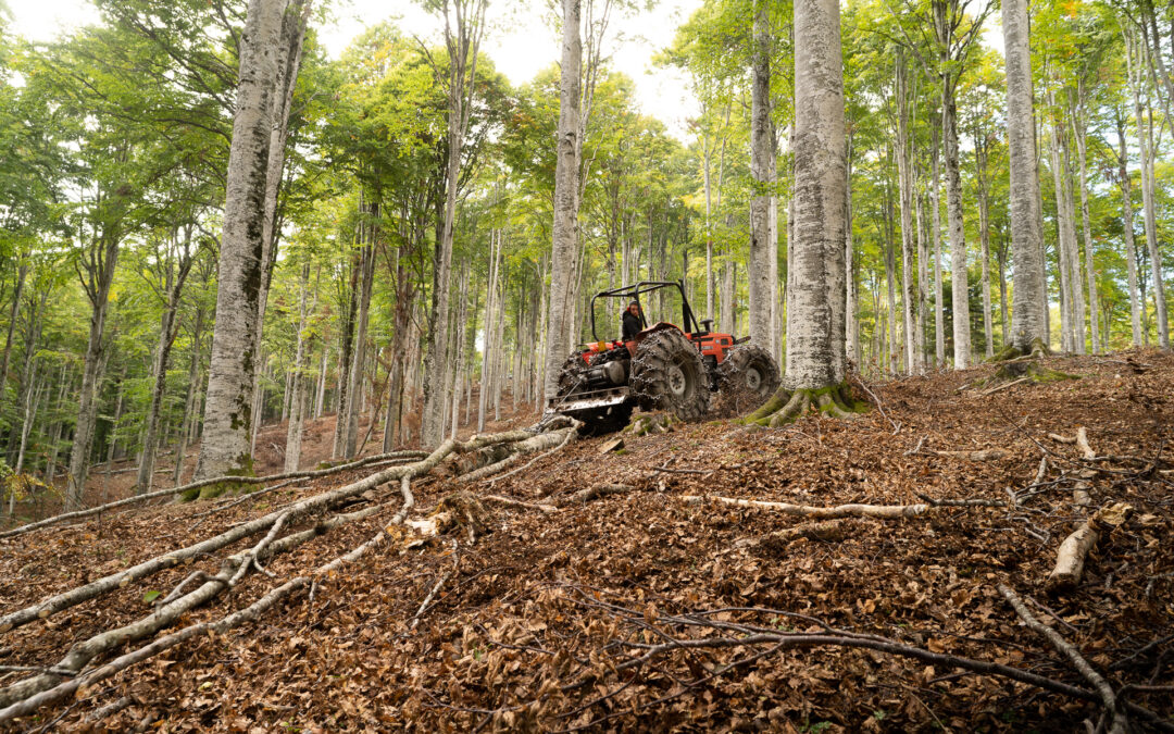 Approvata la graduatoria che finanzia le nuove imprese forestali