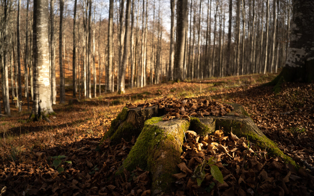 Integrazione di 4 milioni di euro del bando per il ripristino di danni alle foreste 