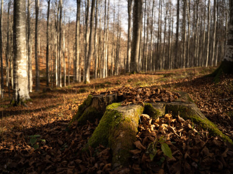 Integrazione di 4 milioni di euro del bando per il ripristino di danni alle foreste 