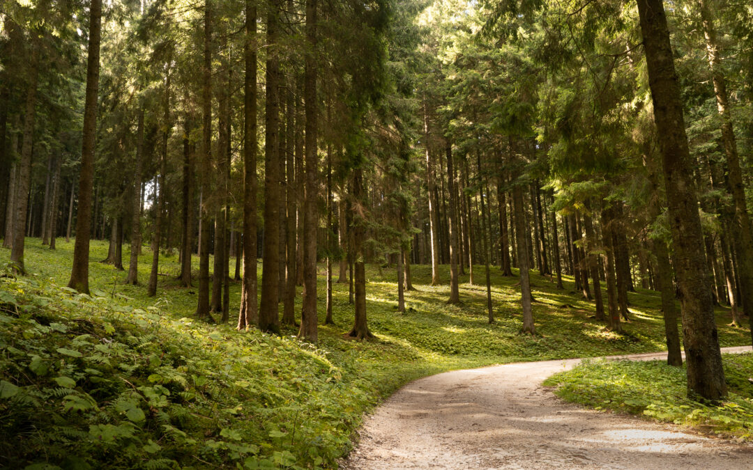 Viabilità forestale e silvo-pastorale: finanziati investimenti per 7,8 milioni di euro