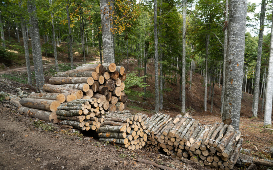 Danni alle foreste: finanziati 73 progetti di ripristino per 6,5 milioni di euro