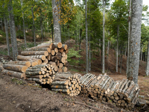 Danni alle foreste: finanziati 73 progetti di ripristino per 6,5 milioni di euro