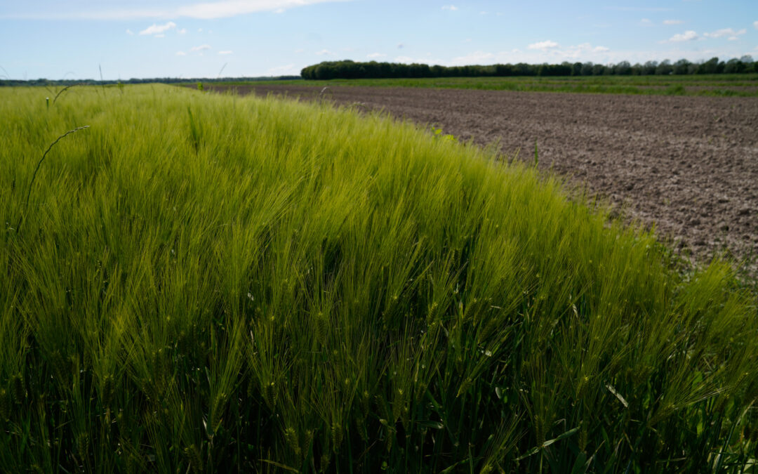 Agroambiente: approvate le disposizioni regionali 2024 per la Condizionalità Rafforzata