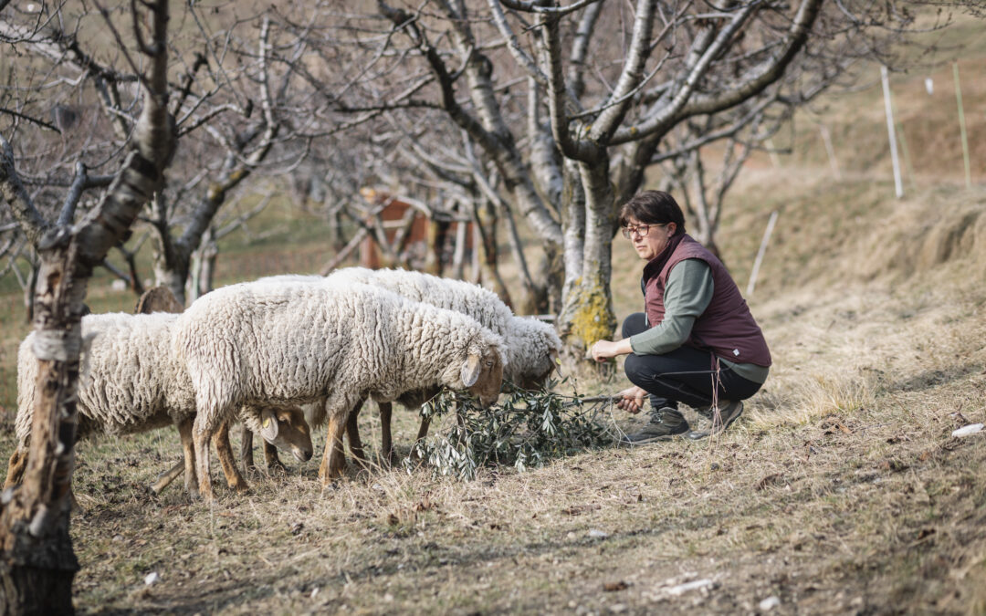 Sheep-up: le ricadute del progetto e le ragioni del successo agli EIP Agri Awards