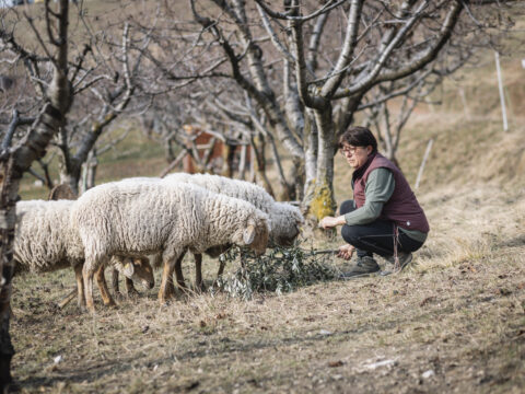 Sheep-up: le ricadute del progetto e le ragioni del successo agli EIP Agri Awards