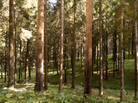 Avviata l’approvazione di un bando da 2 milioni di euro per investimenti forestali non produttivi