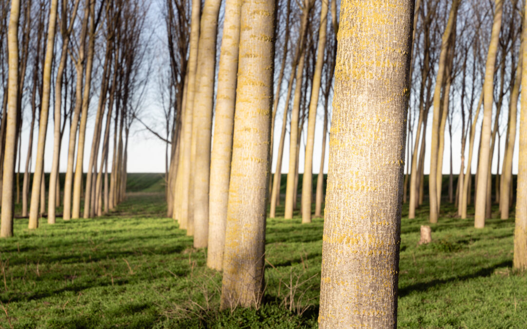 Imboschimento e forestazione terreni agricoli: approvate le graduatorie