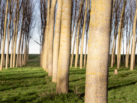 Imboschimento e forestazione terreni agricoli: approvate le graduatorie