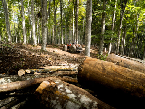 Interventi forestali: approvate le disposizioni regionali su sanzioni e riduzioni