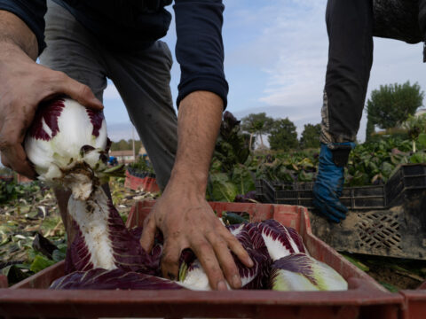 Cooperazione per la biodiversità agricola e alimentare: la graduatoria delle domande finanziate