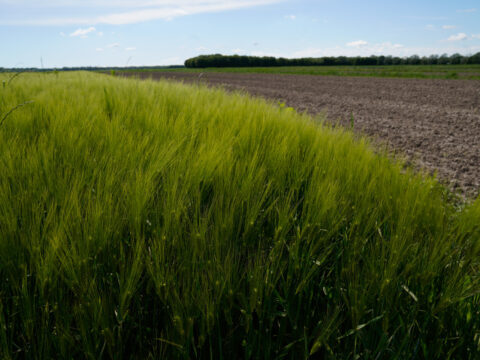 Impegni agroambientali e formazione in agricoltura: in approvazione bandi per quasi 40 milioni