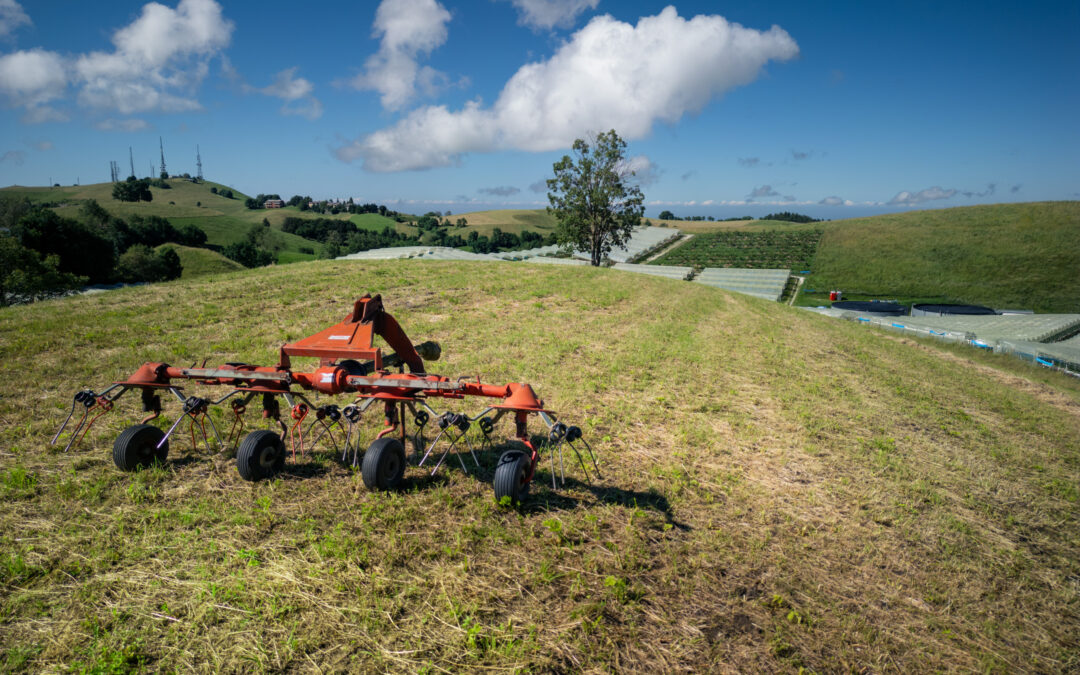 Investimenti aziendali in agricoltura: approvate le nuove graduatorie per oltre 35 milioni di euro