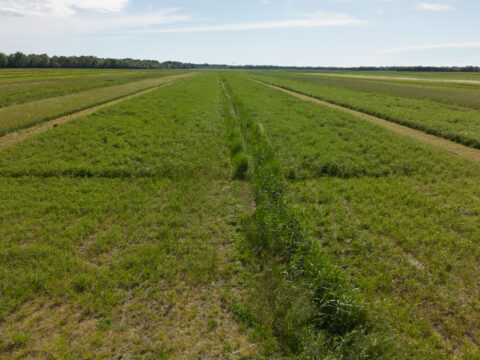 Impegni agroambientali: approvati nuovi bandi per 30 milioni di euro