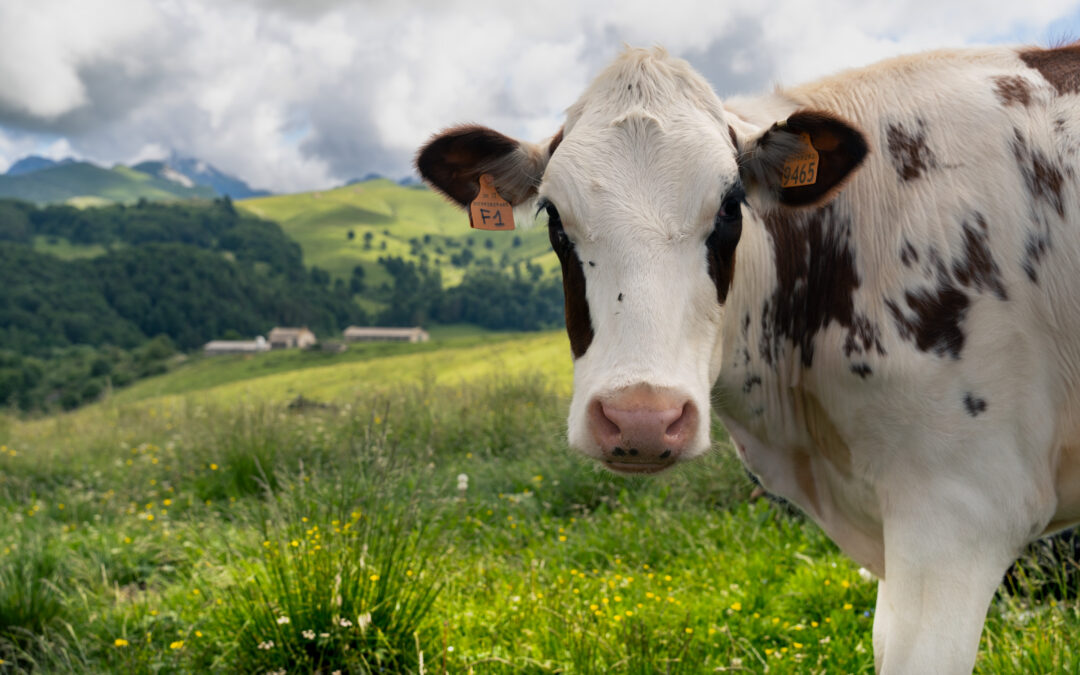 Finanziate 212 domande per investimenti nel benessere animale