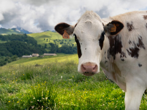 Finanziate 212 domande per investimenti nel benessere animale