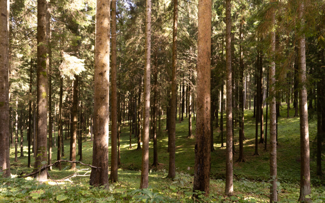 Investimenti forestali non produttivi: approvata un’integrazione di 2,3 milioni di euro al bando 