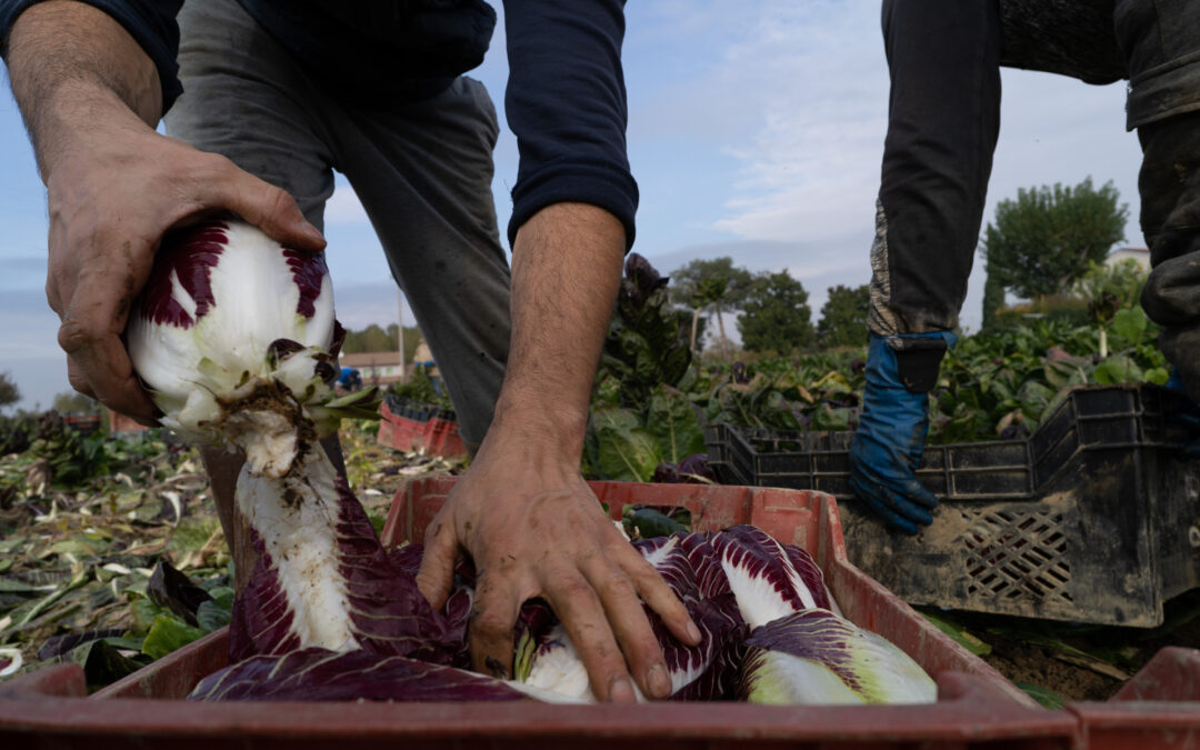 La Commissione europea ha adottato una Visione per l’agricoltura e l’alimentazione