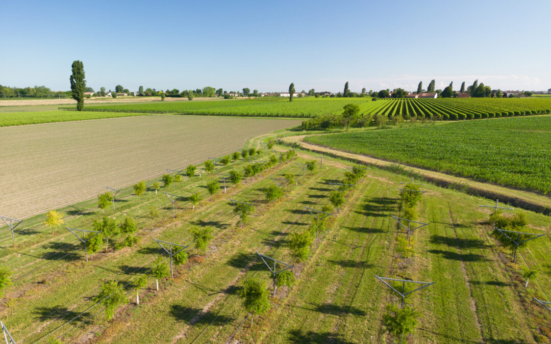 Approvate le disposizioni regionali 2025 per la Condizionalità Rafforzata