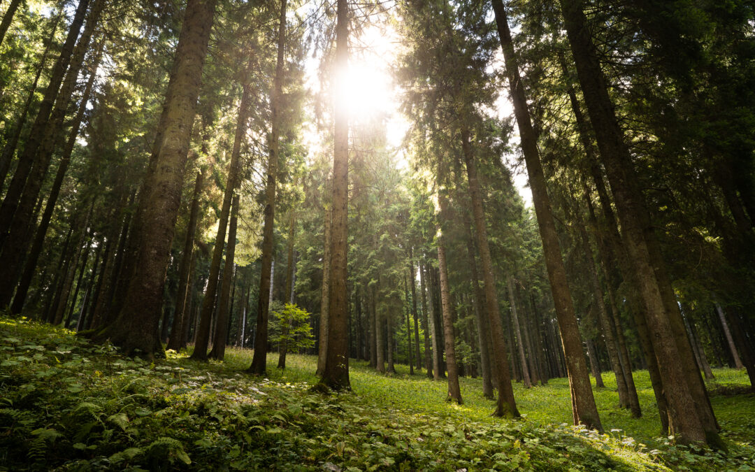 Interventi forestali: il CSR Veneto traina il Piano nazionale della PAC