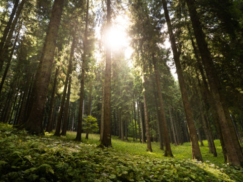 Interventi forestali: il CSR Veneto traina il Piano nazionale della PAC