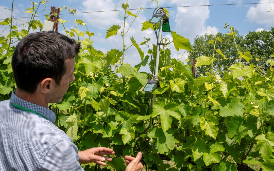 3.000 nuovi giovani agricoltori con i fondi europei dello sviluppo rurale