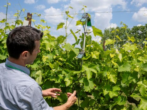 3.000 nuovi giovani agricoltori con i fondi europei dello sviluppo rurale