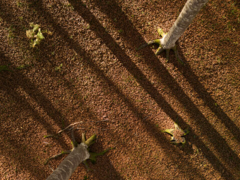 Aperto un nuovo bando del CSR Veneto per la conservazione di risorse genetiche forestali