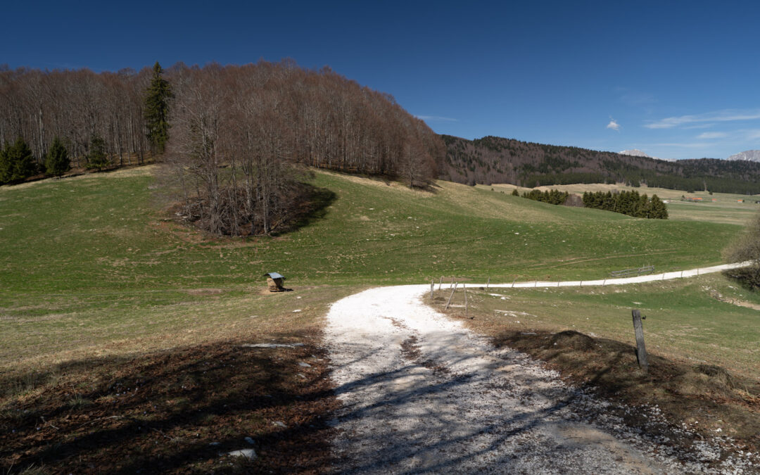 Viabilità forestale: aperto un nuovo bando da 7 milioni di euro