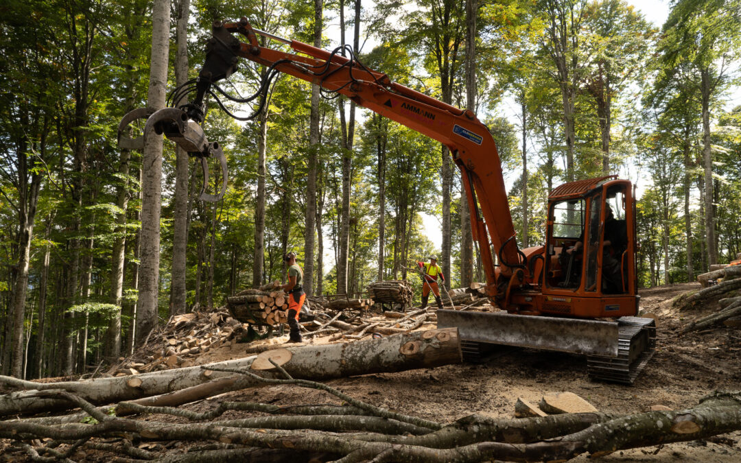 Ammodernamento e miglioramento del settore forestale: nuovo bando da 1,7 milioni di euro