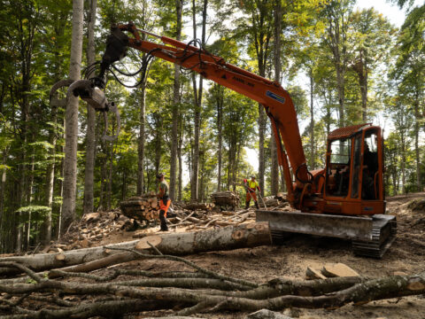 Ammodernamento e miglioramento del settore forestale: nuovo bando da 1,7 milioni di euro