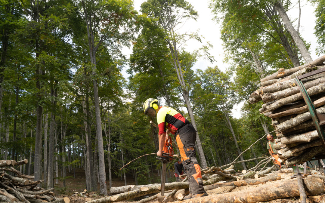 Pacchetto Insediamento Selvicoltura: aperti i termini del bando che sostiene nuove imprese forestali