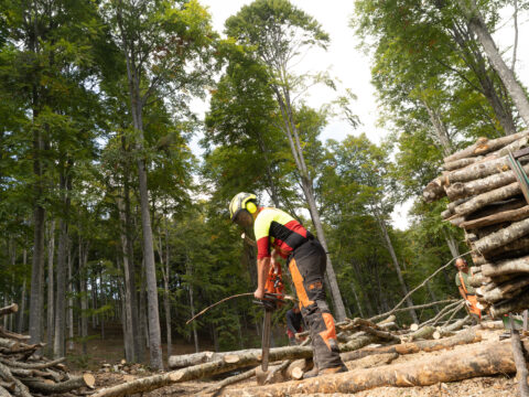 Pacchetto Insediamento Selvicoltura: aperti i termini del bando che sostiene nuove imprese forestali