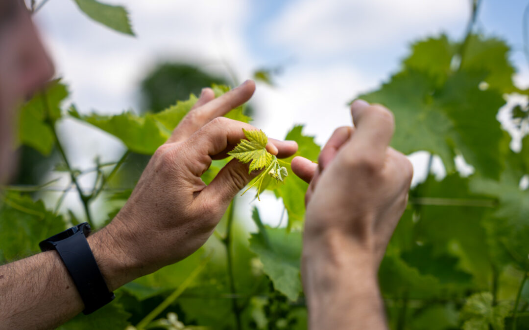 Consulenza alle aziende agricole: approvate le graduatorie per 8,3 milioni di euro